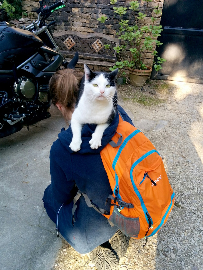 Gastgeber in Dijon Katze